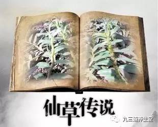 國方小故事（二 ) --“絕壁仙草”的前世今生